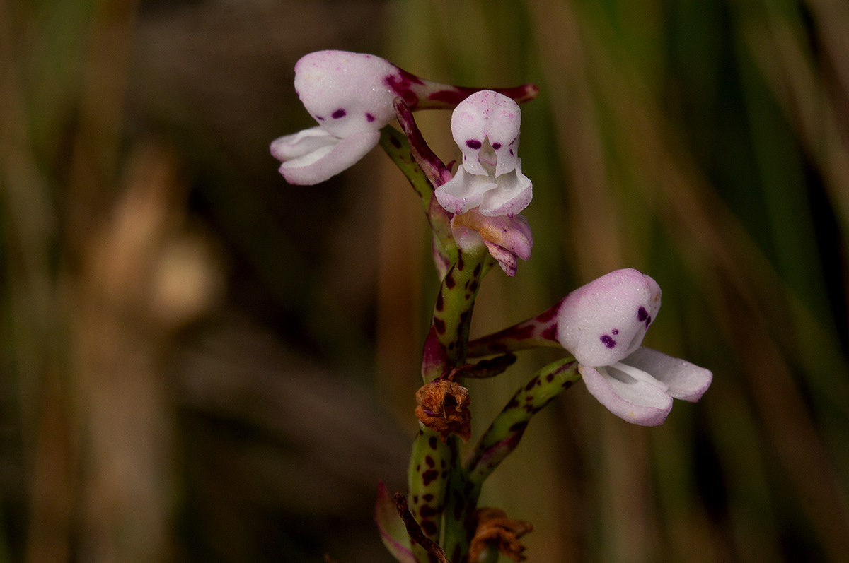 Disa saxicola