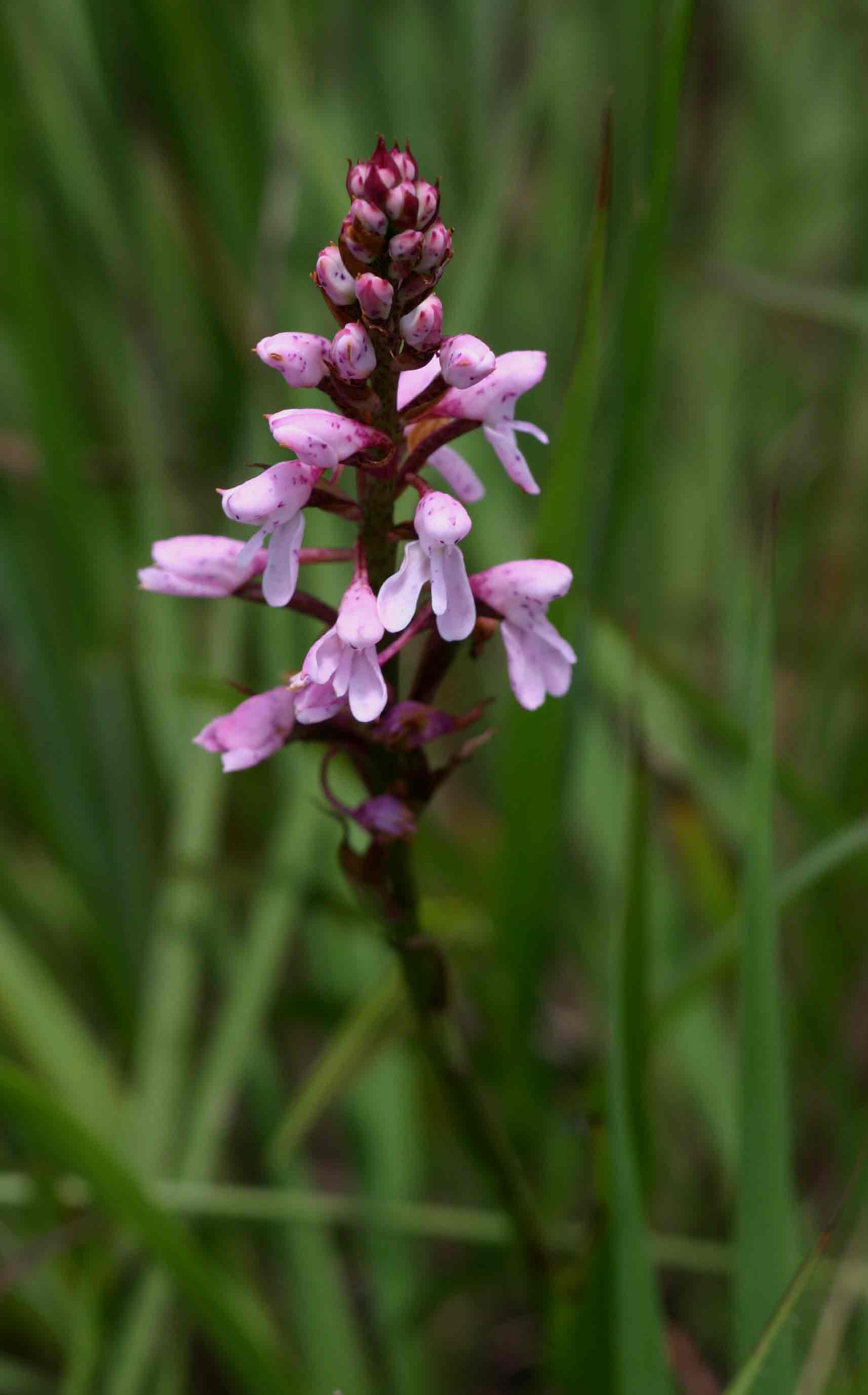 Disa saxicola Disa saxicola