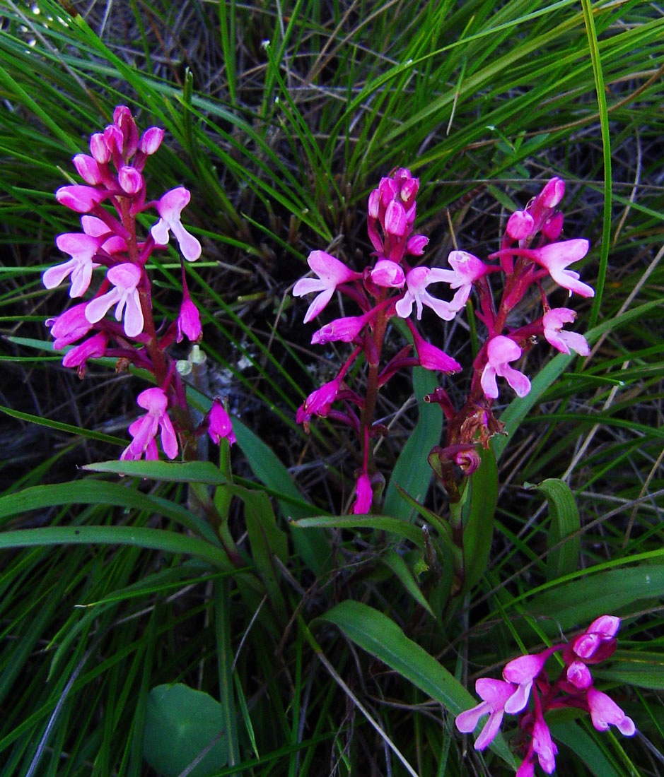 Disa saxicola