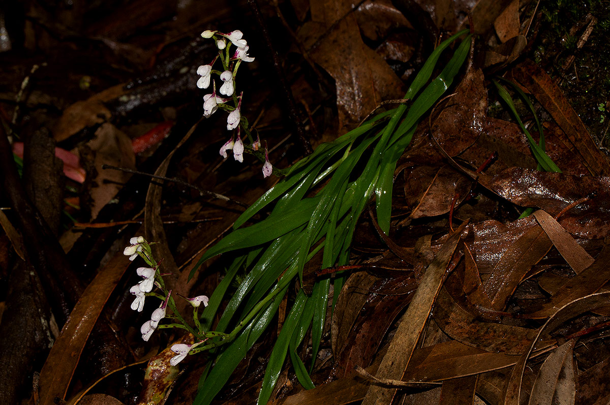 Disa saxicola Disa saxicola