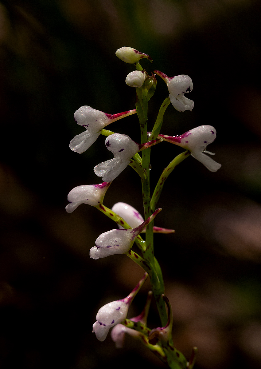 Disa saxicola