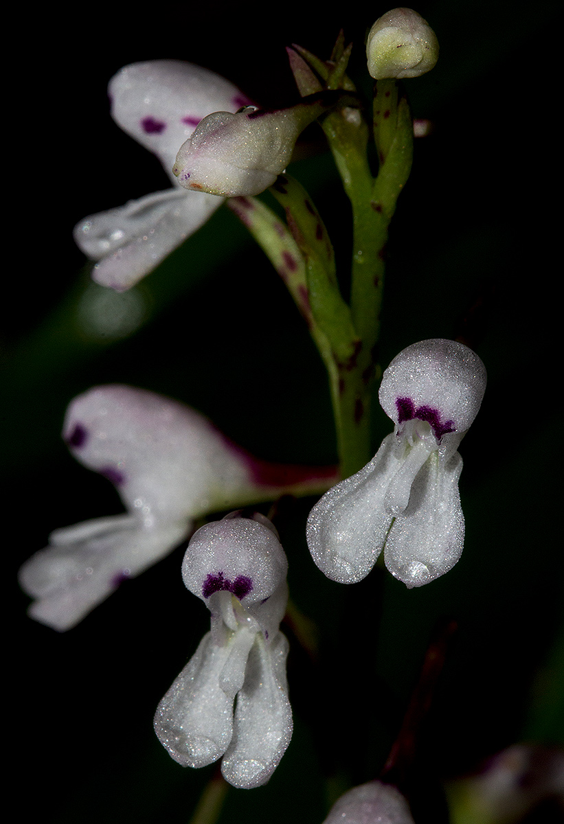 Disa saxicola