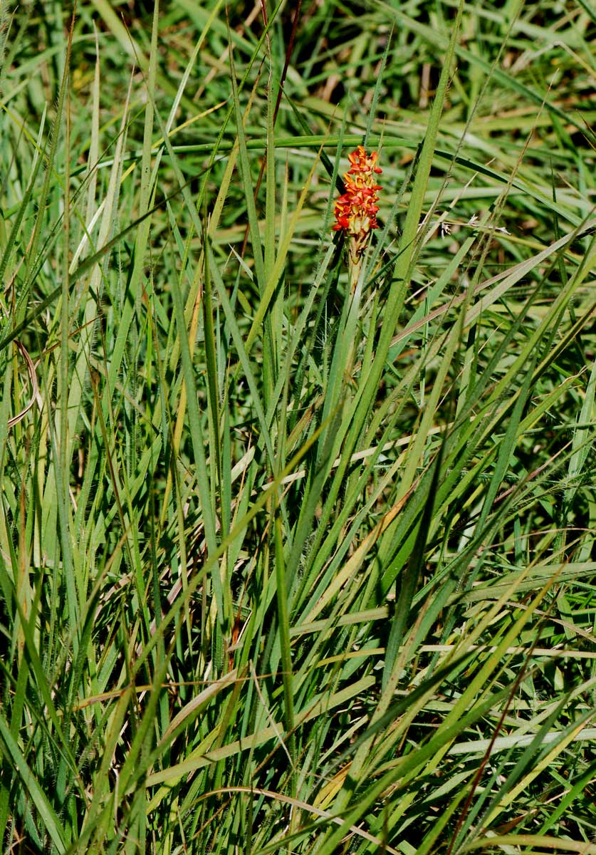 Disa welwitschii subsp. welwitschii