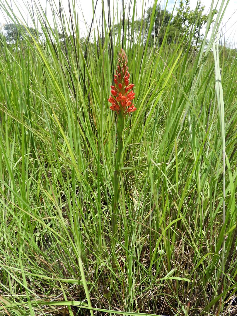 Disa welwitschii subsp. welwitschii