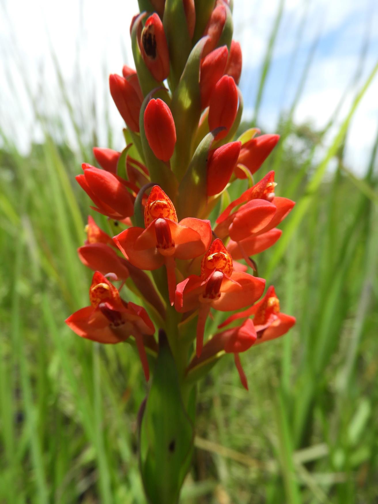 Disa welwitschii subsp. welwitschii