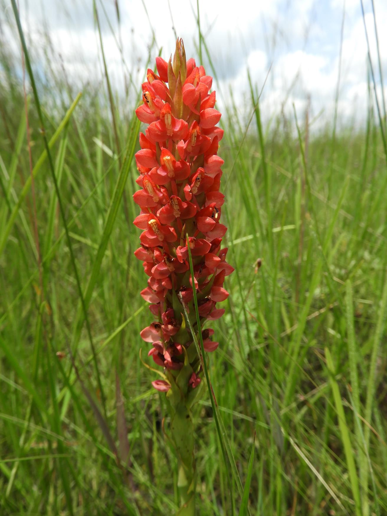 Disa welwitschii subsp. welwitschii