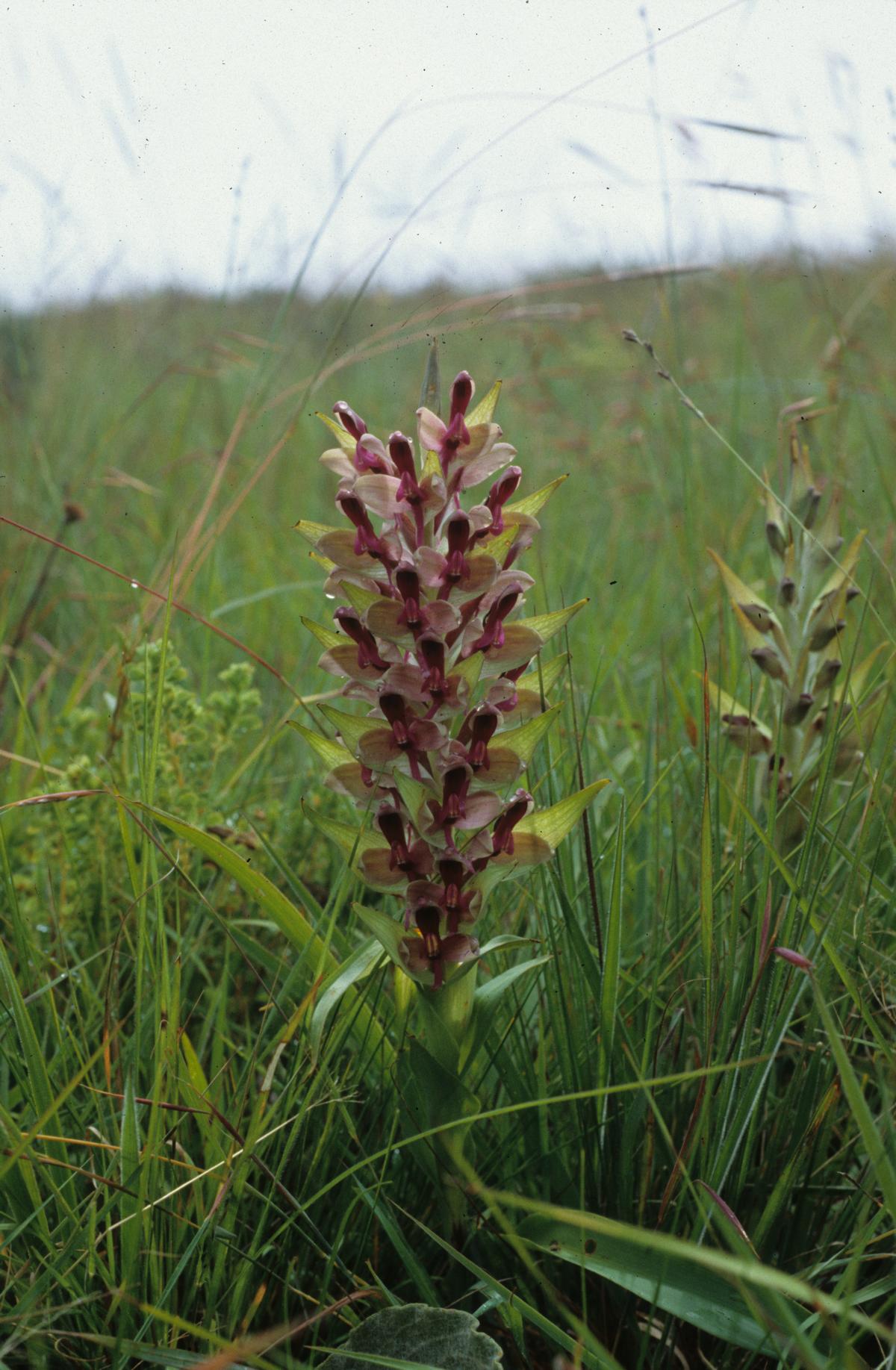 Disa zombica Disa zombica