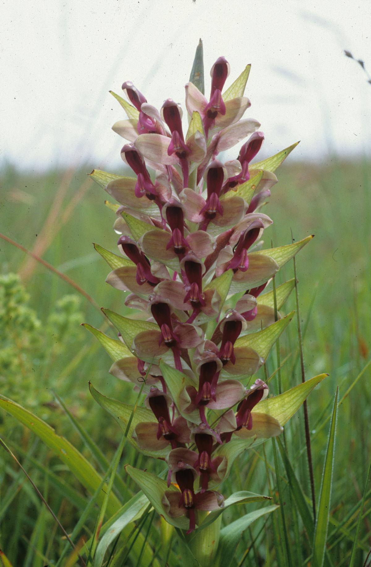 Disa zombica