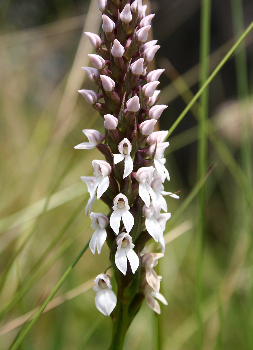 Brownleea parviflora