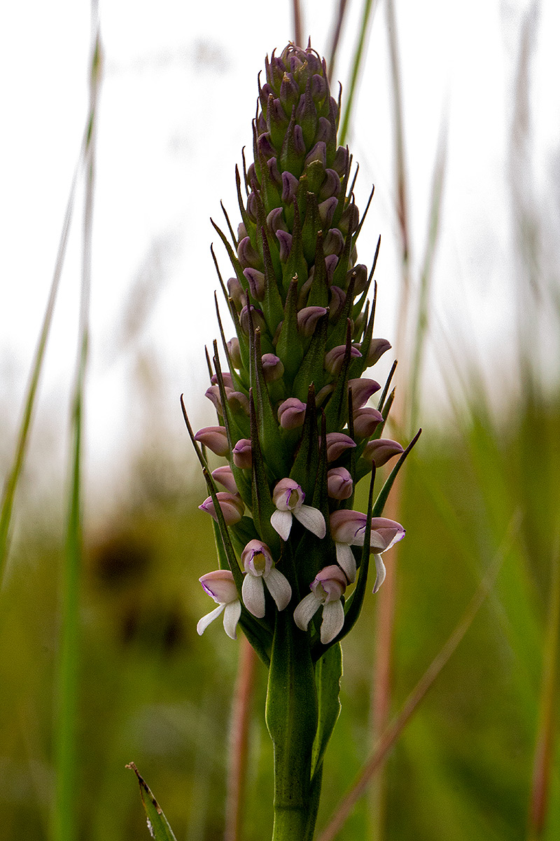 Brownleea parviflora Brownleea parviflora