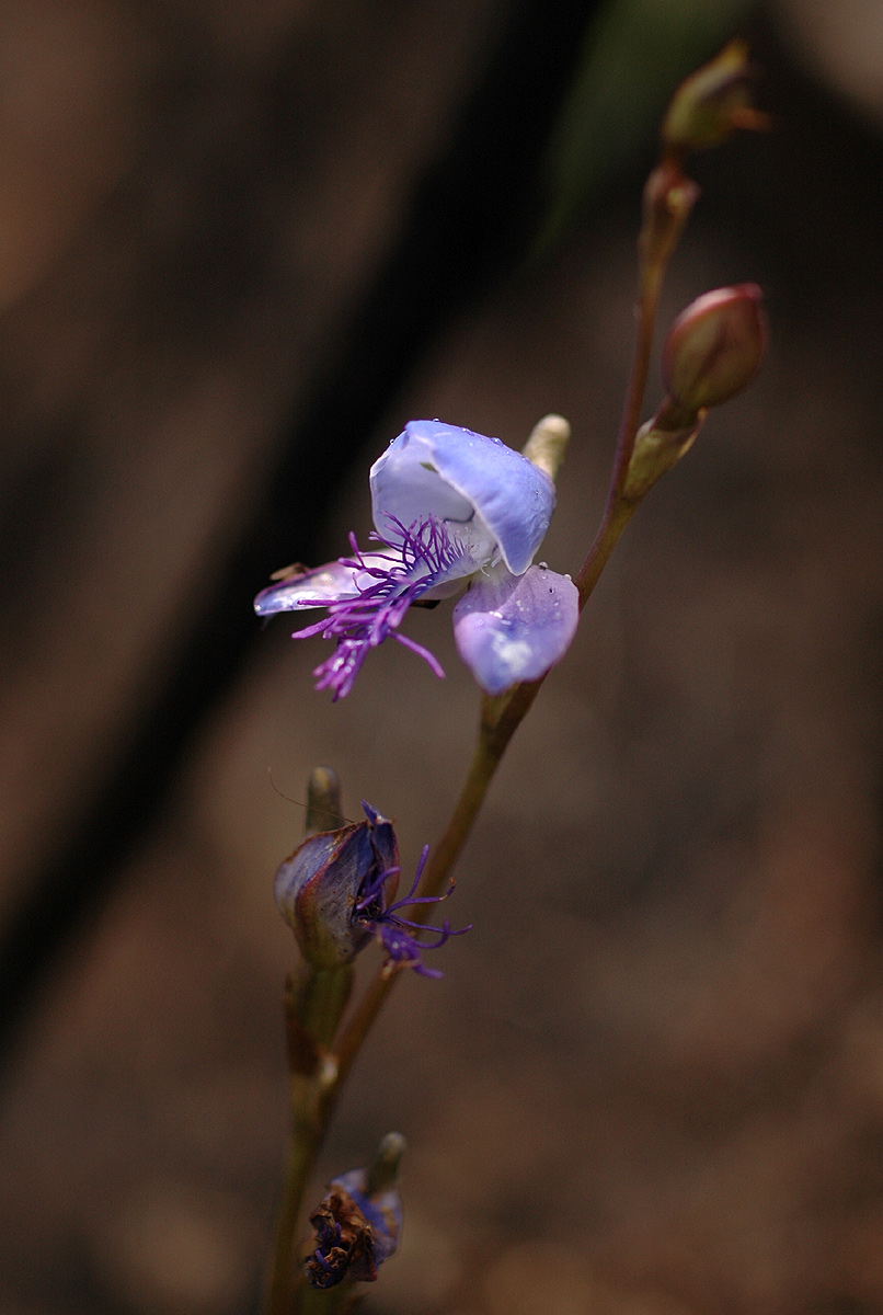 Disa baurii Disa baurii