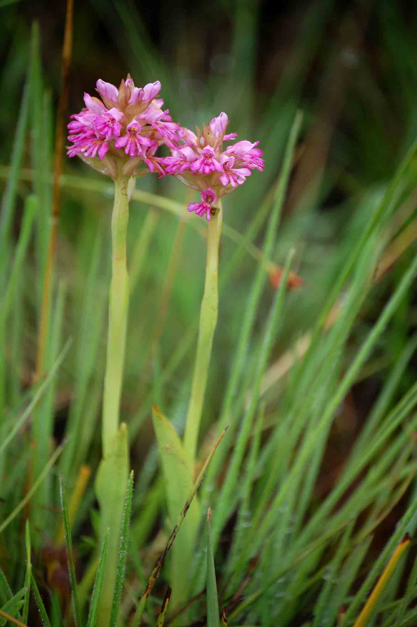 Satyrium breve