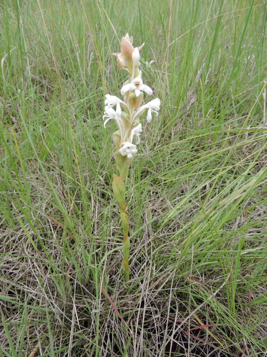 Satyrium buchananii