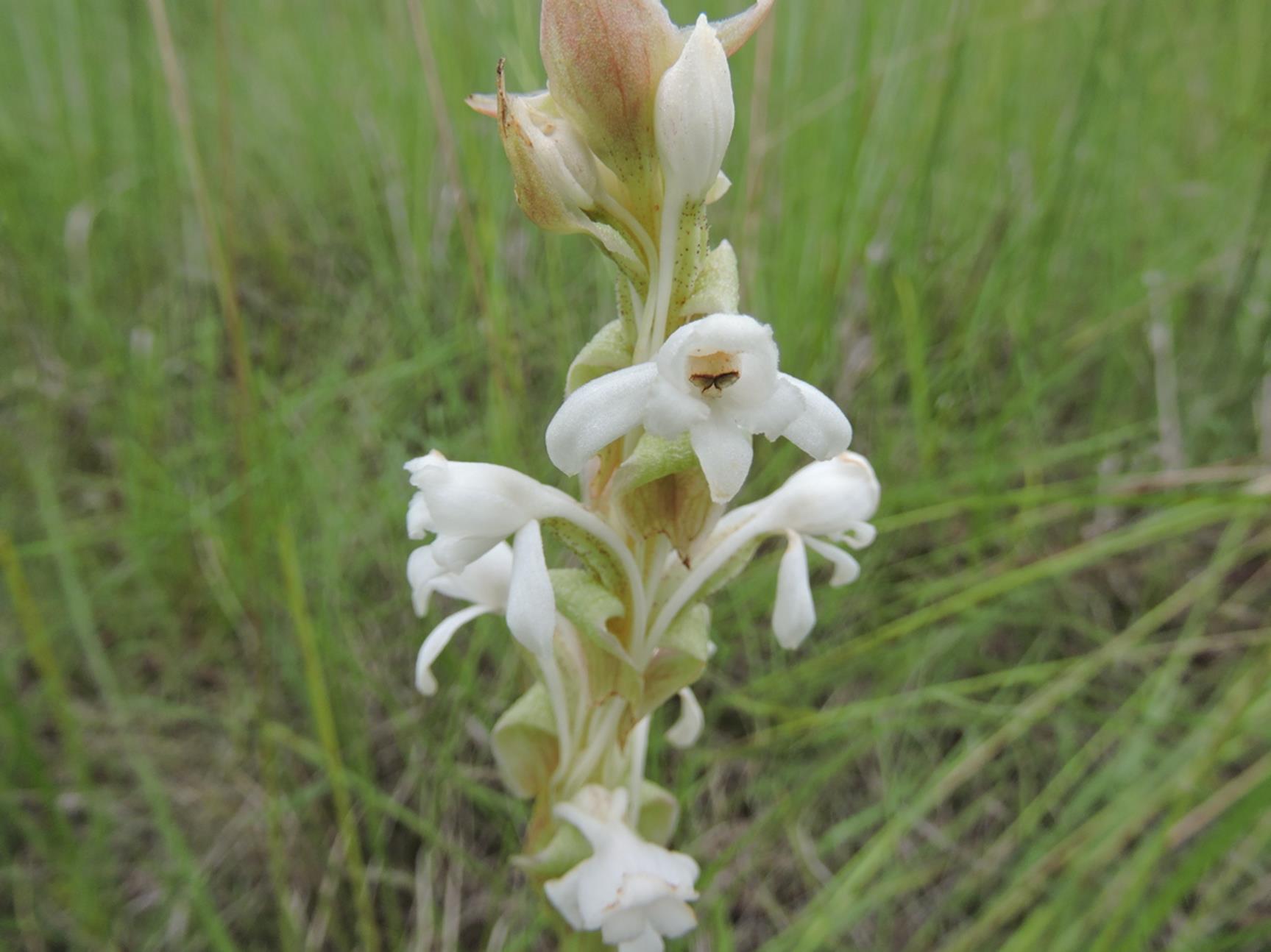 Satyrium buchananii