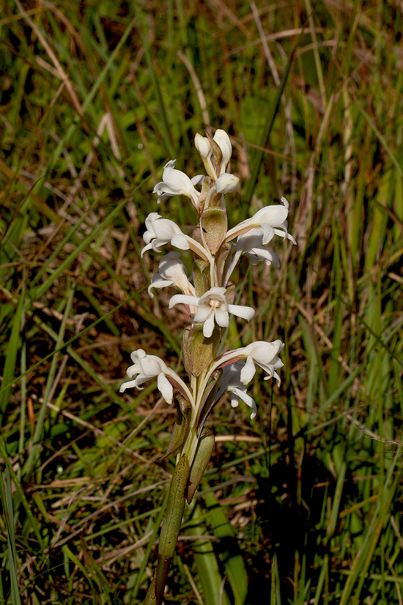 Satyrium buchananii