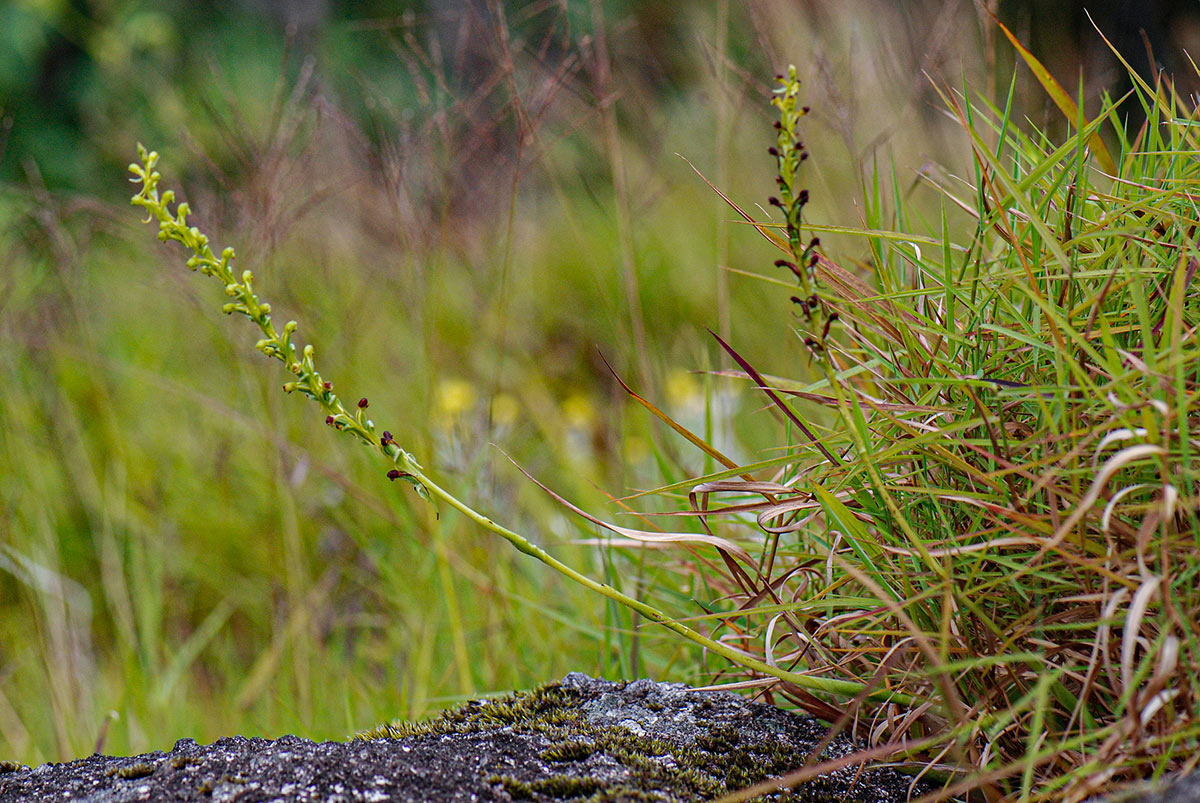 Satyrium chlorocorys