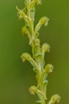 Satyrium chlorocorys