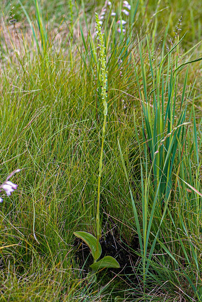 Satyrium chlorocorys Satyrium chlorocorys