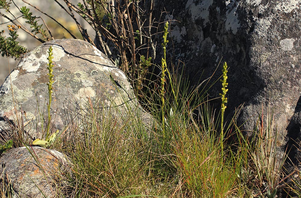 Satyrium chlorocorys Satyrium chlorocorys