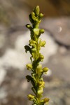 Satyrium chlorocorys