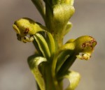 Satyrium chlorocorys