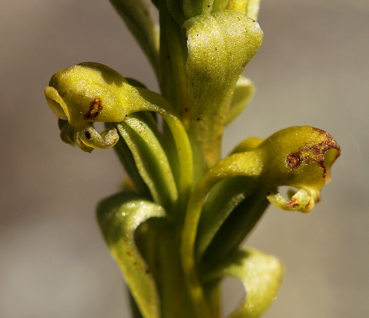 Satyrium chlorocorys Satyrium chlorocorys