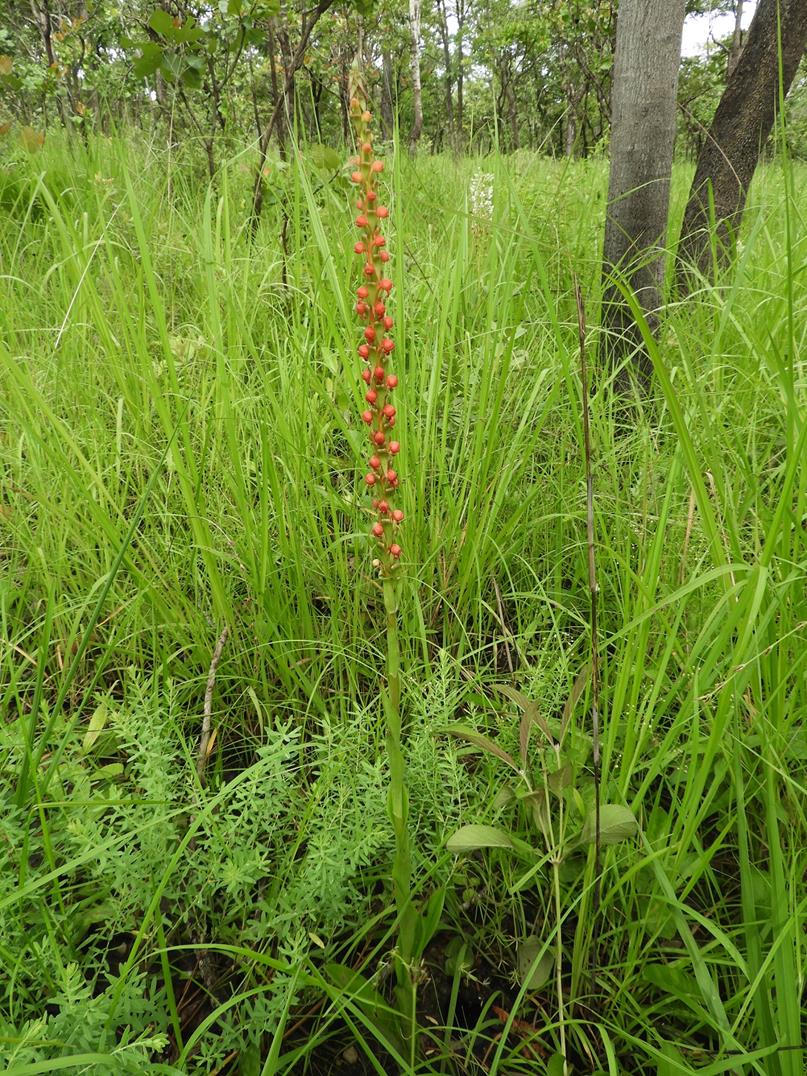Satyrium coriophoroides Satyrium coriophoroides