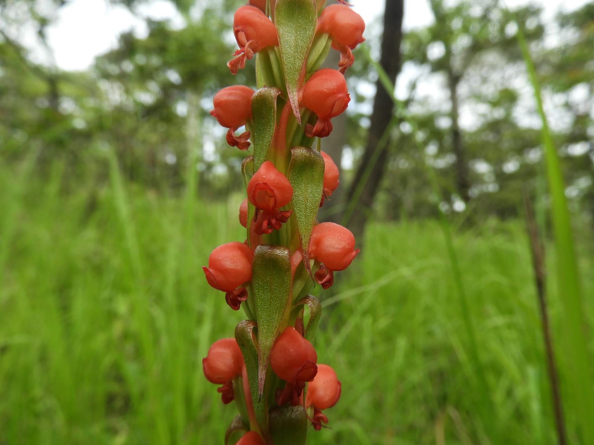 Satyrium coriophoroides