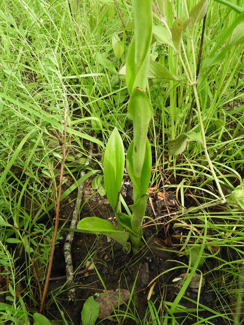Satyrium coriophoroides
