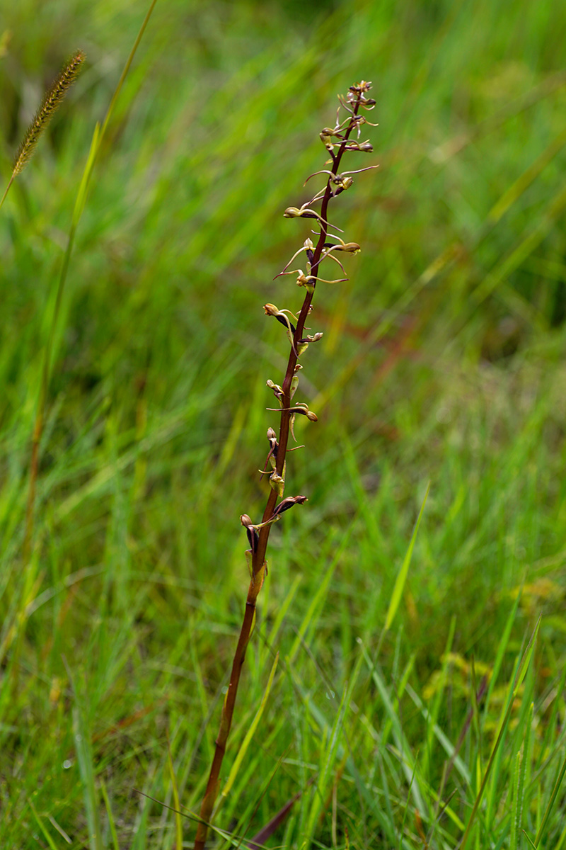 Satyrium riparium Satyrium riparium