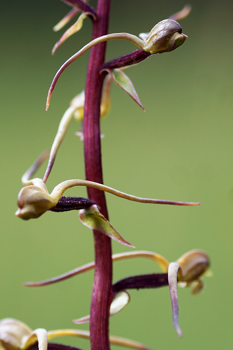 Satyrium riparium Satyrium riparium