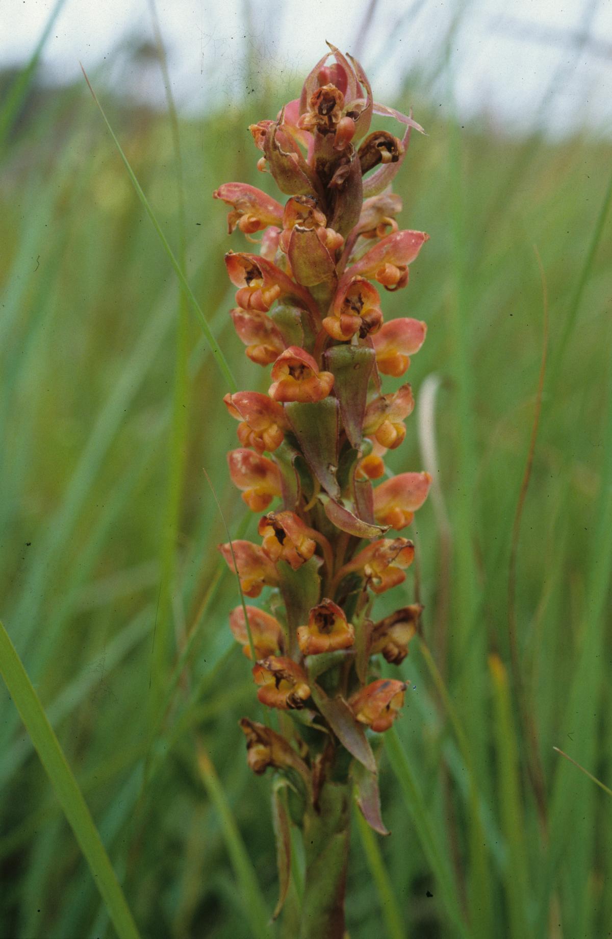Satyrium sceptrum