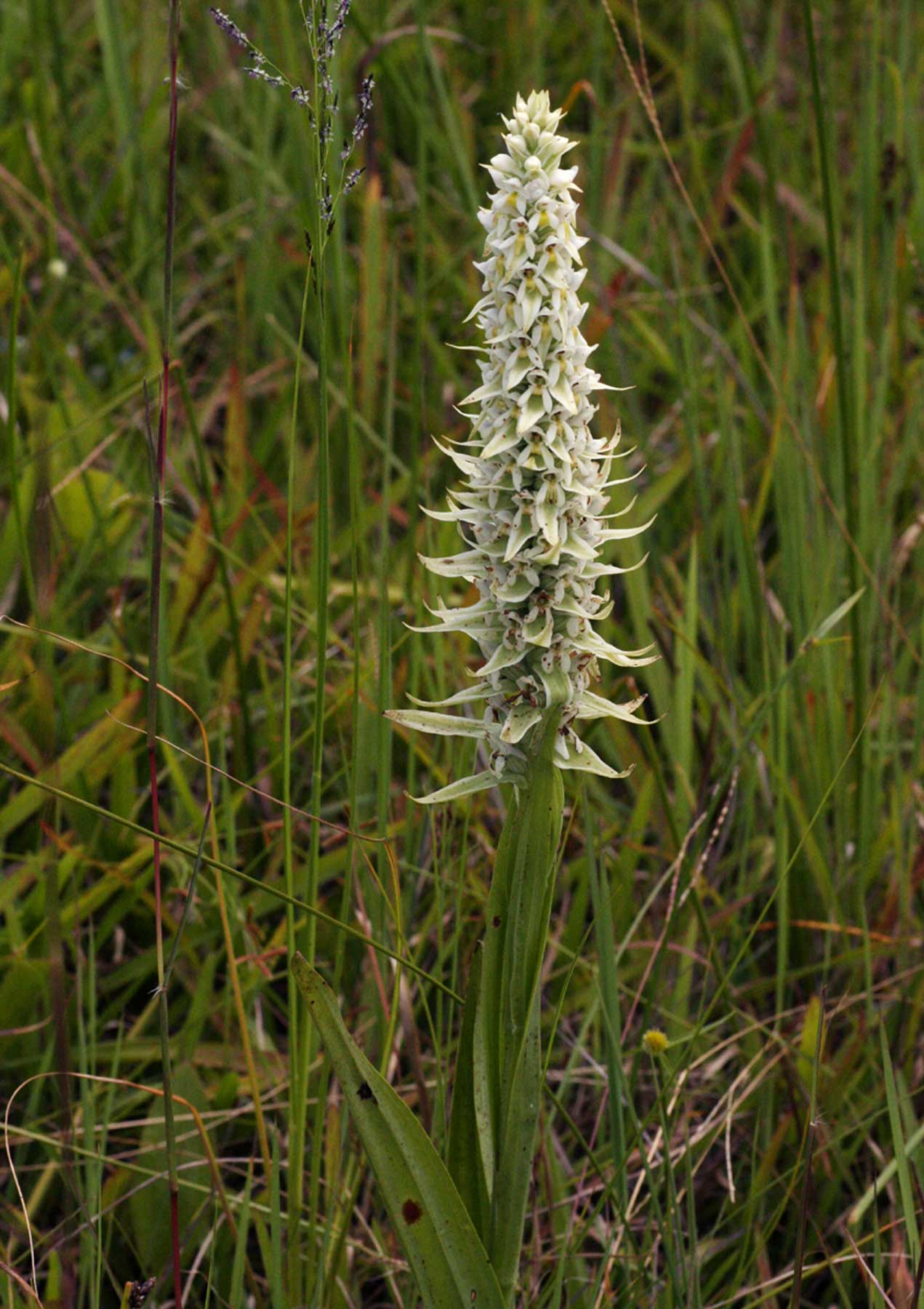 Satyrium trinerve Satyrium trinerve