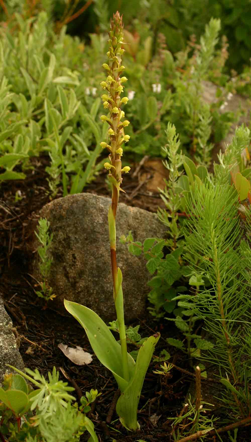 Satyrium volkensii