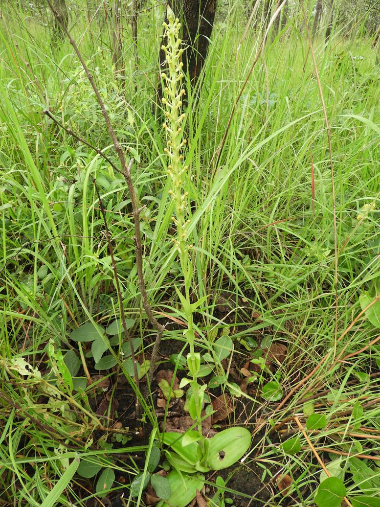 Satyrium volkensii