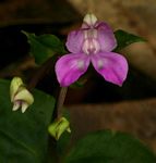 Disperis dicerochila