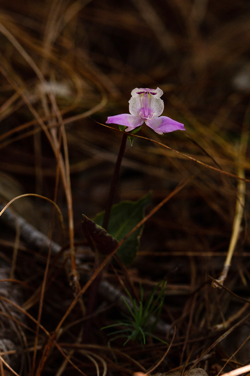 Disperis dicerochila