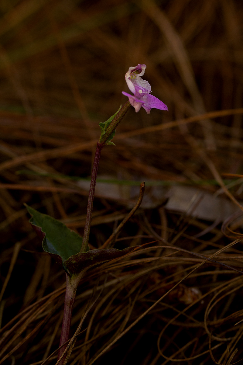 Disperis dicerochila