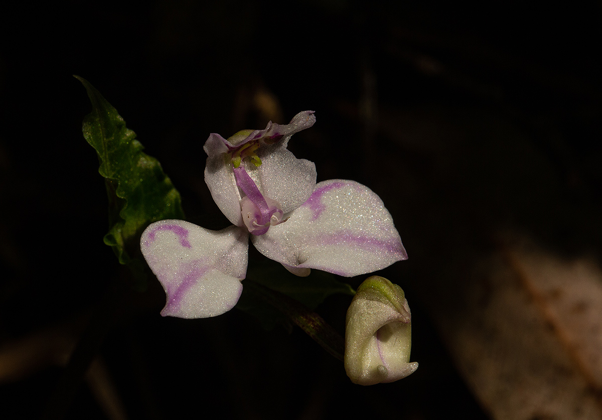 Disperis dicerochila