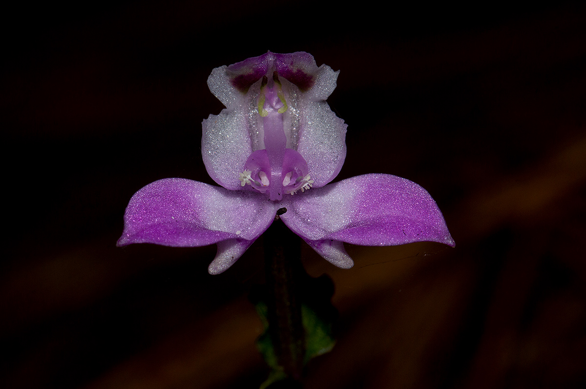 Disperis dicerochila