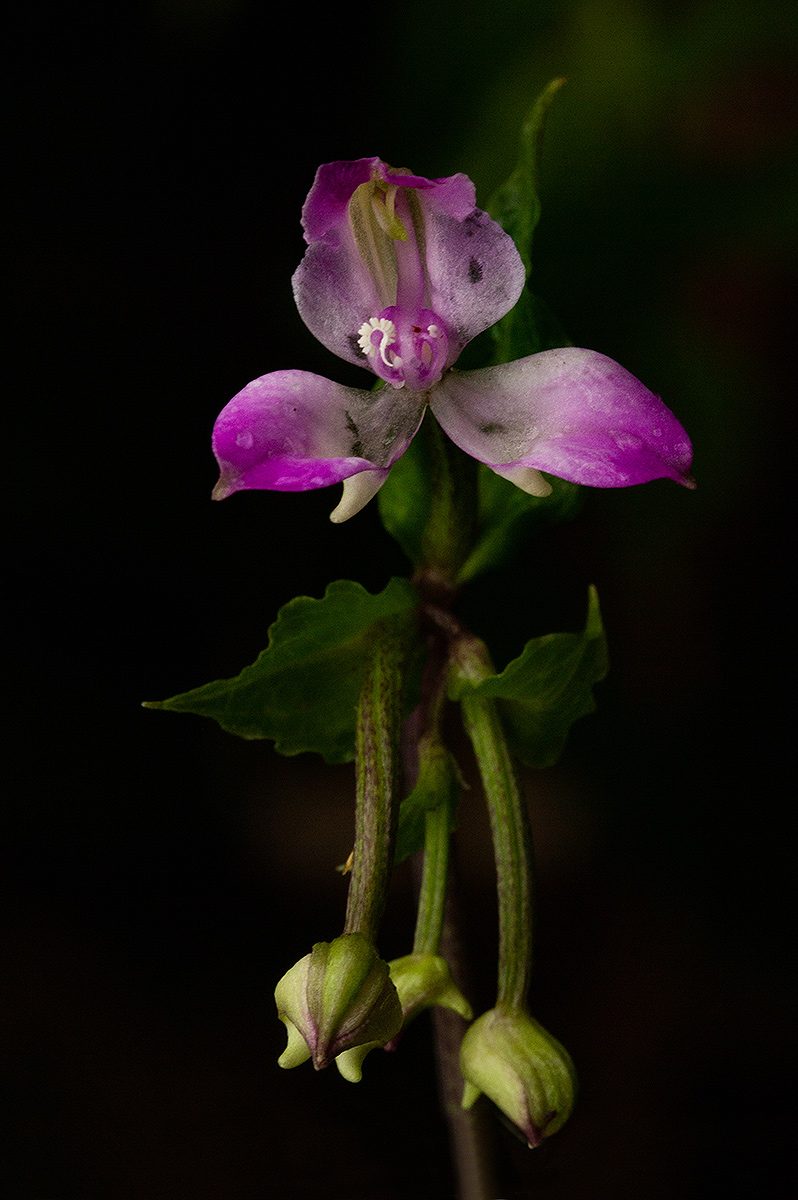 Disperis dicerochila