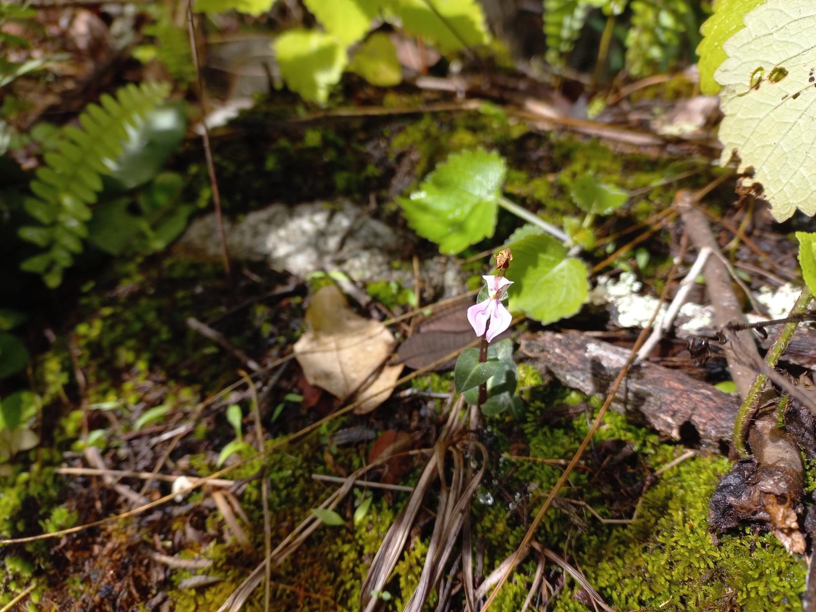 Disperis reichenbachiana