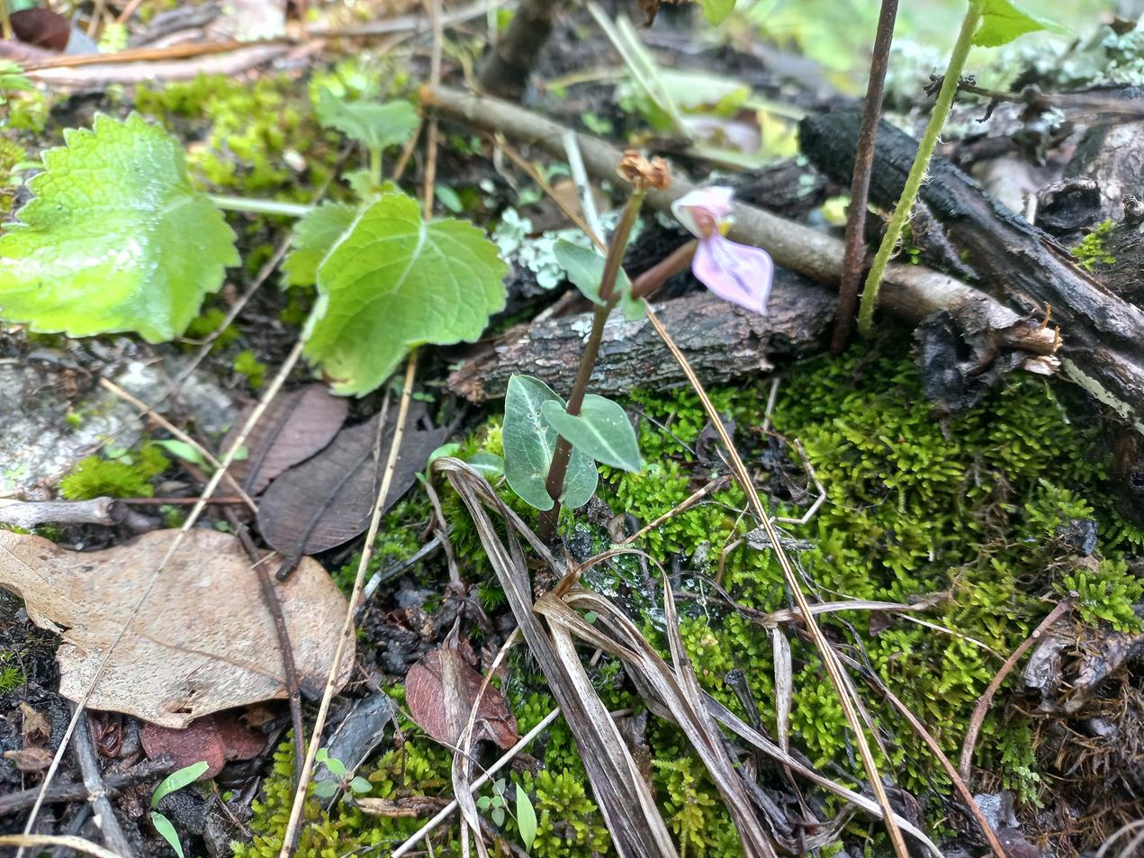 Disperis reichenbachiana