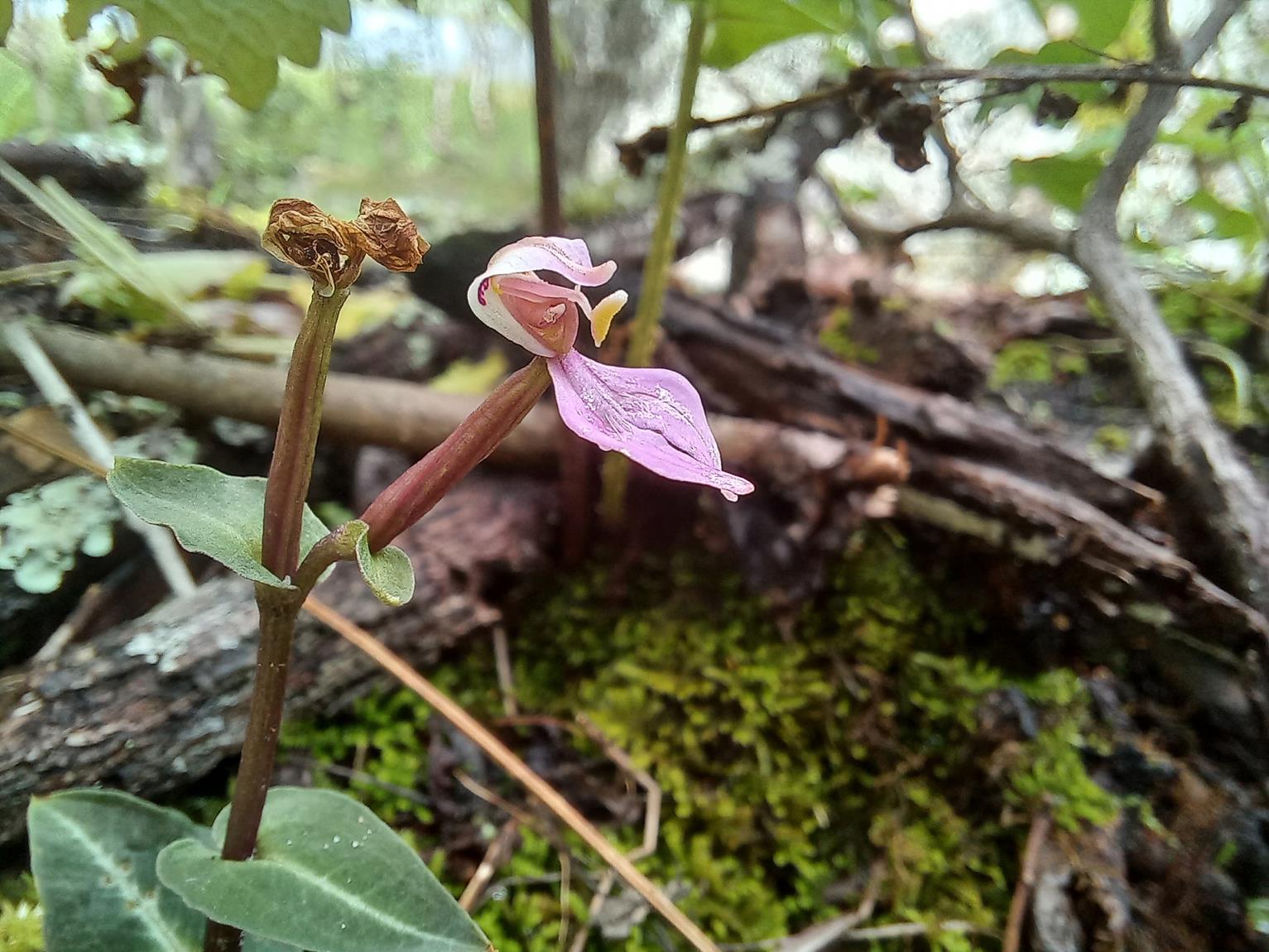 Disperis reichenbachiana