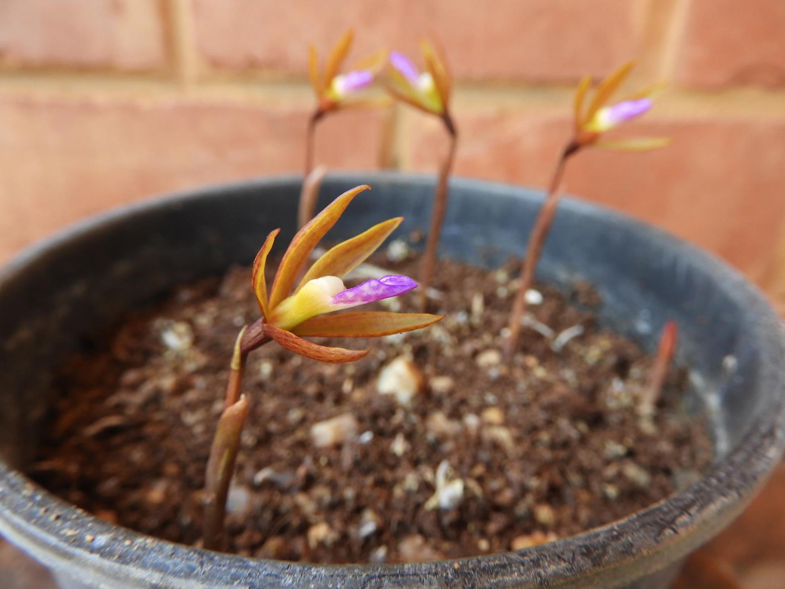 Nervilia adolphi var. adolphi Nervilia adolphi var. adolphi