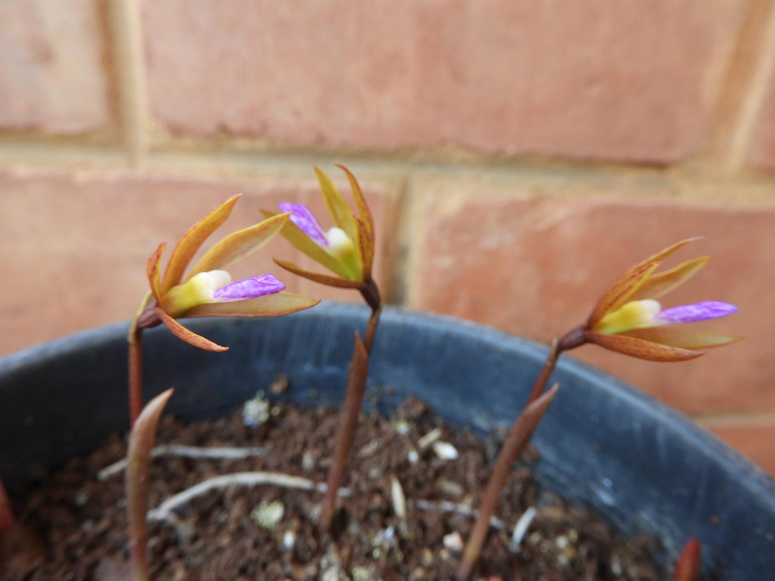 Nervilia adolphi var. adolphi