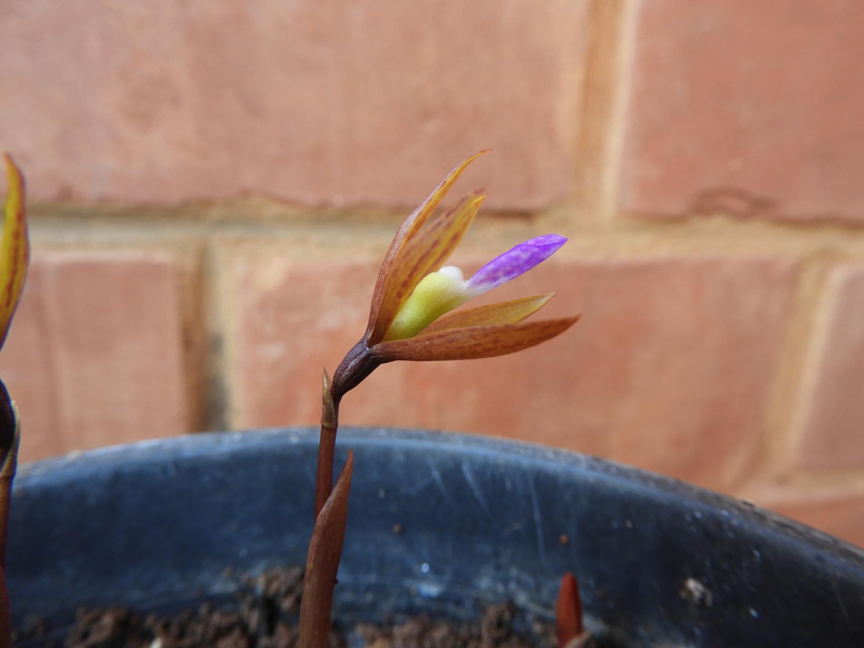 Nervilia adolphi var. adolphi Nervilia adolphi var. adolphi