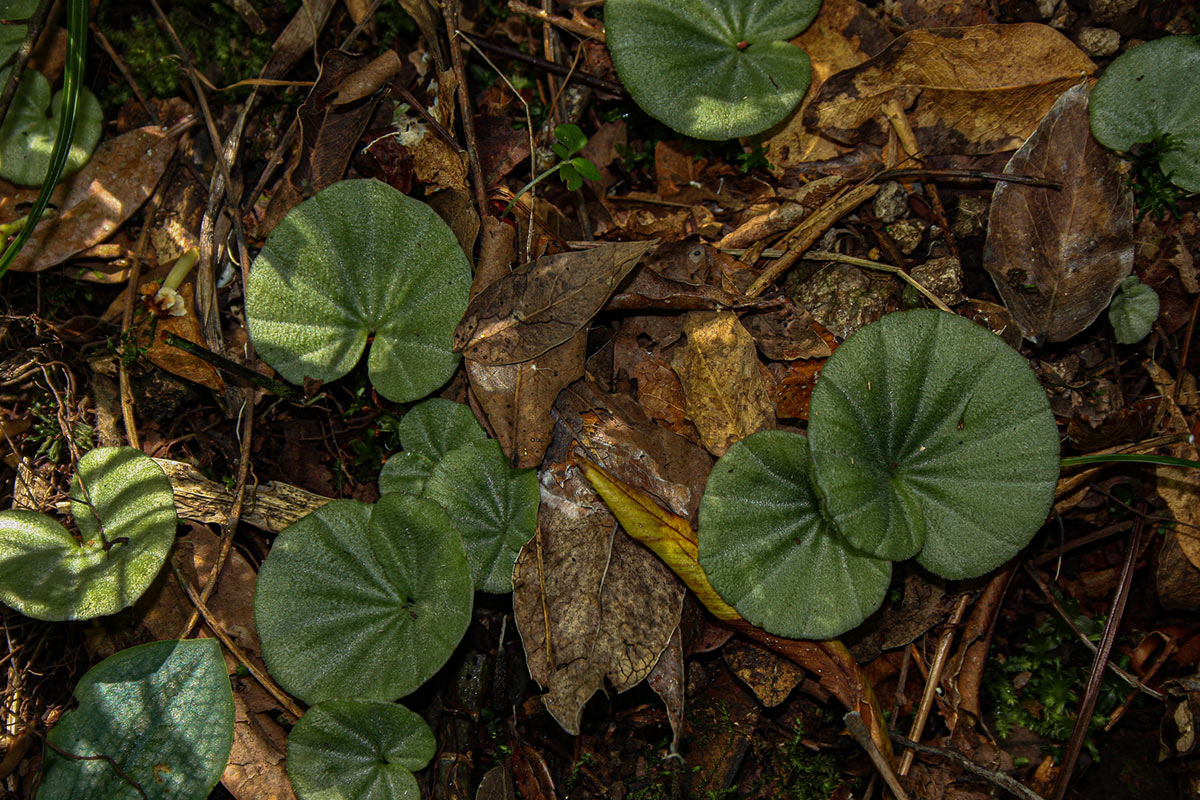 Nervilia crociformis Nervilia crociformis