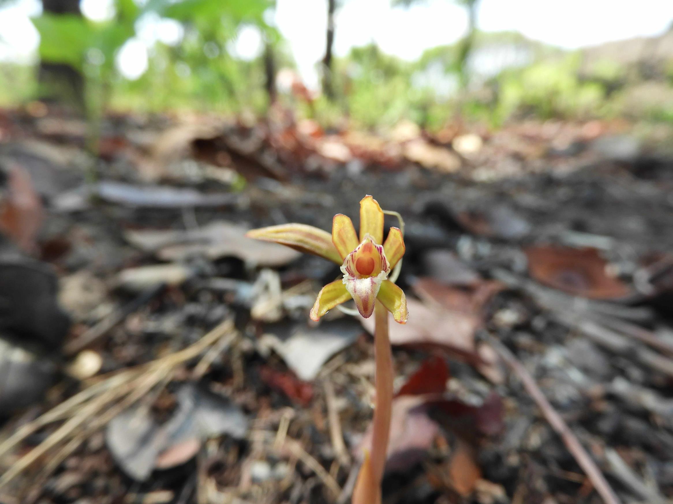 Nervilia kotschyi var. kotschyi Nervilia kotschyi var. kotschyi