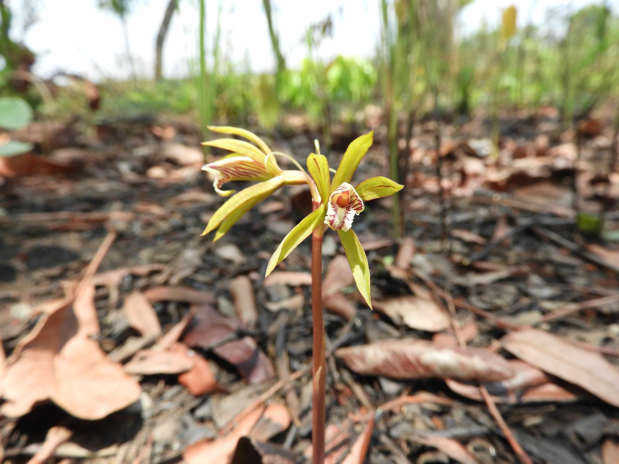 Nervilia kotschyi var. kotschyi